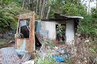 Collapsed corrugated iron shack in bush near Wondabyne, Australia